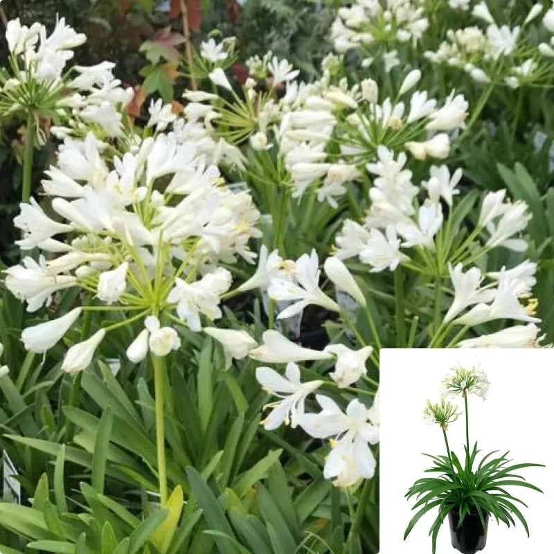 Agapanthus Africanus Snowball 1Gallon Plant African Lily White Of The Nile Outdoor Flower Live Plant