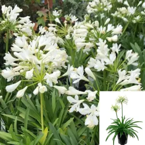 Agapanthus Africanus Snowball 1Gallon Plant African Lily White Of The Nile Outdoor Flower Live Plant