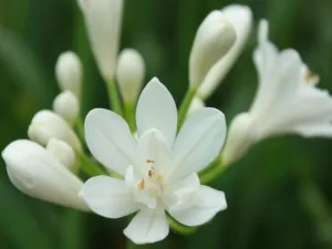 Agapanthus africanus Snowball White