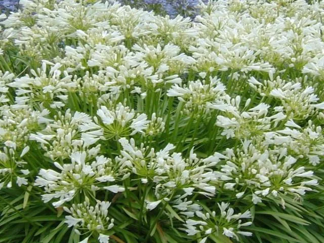 Agapanthus africanus Snowball White