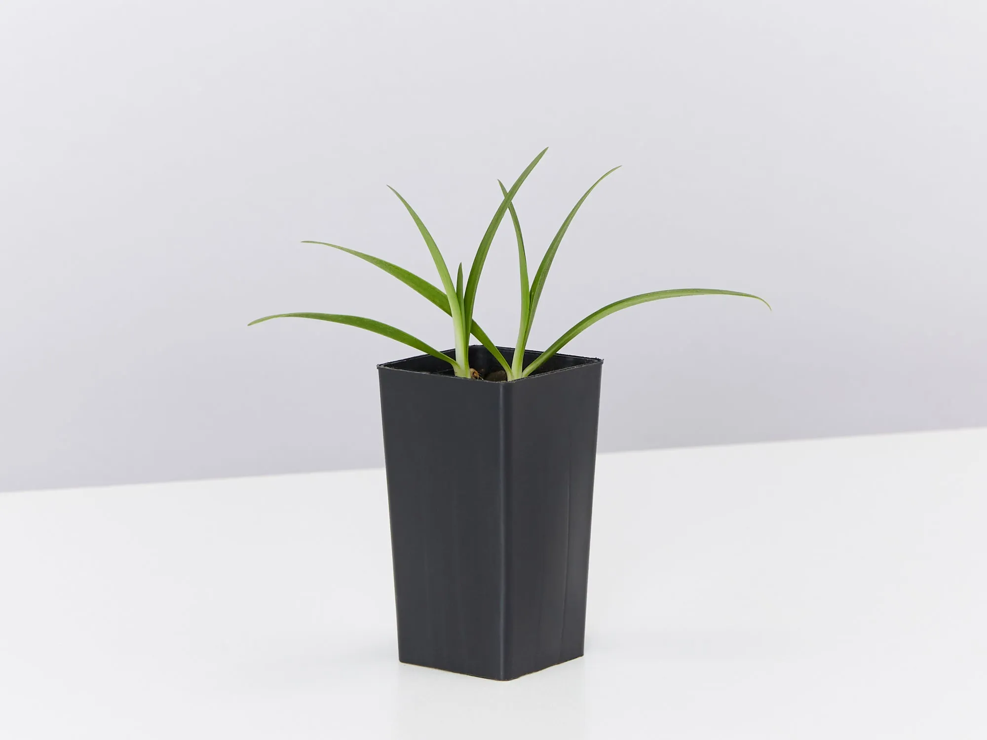 Agapanthus africanus Snowball White