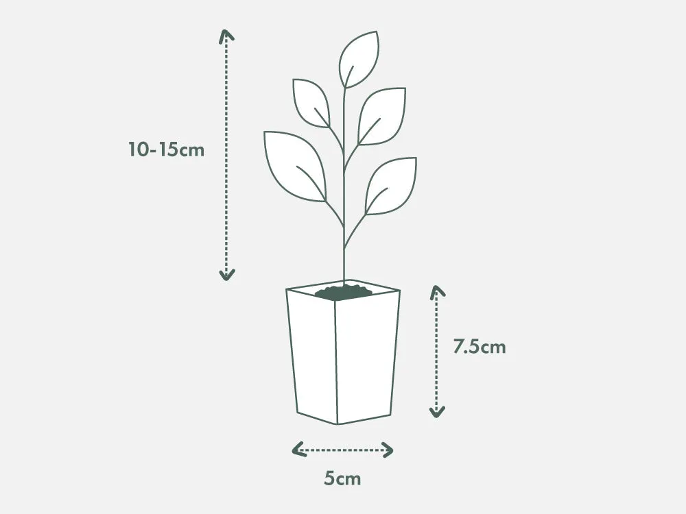 Agapanthus africanus Snowball White