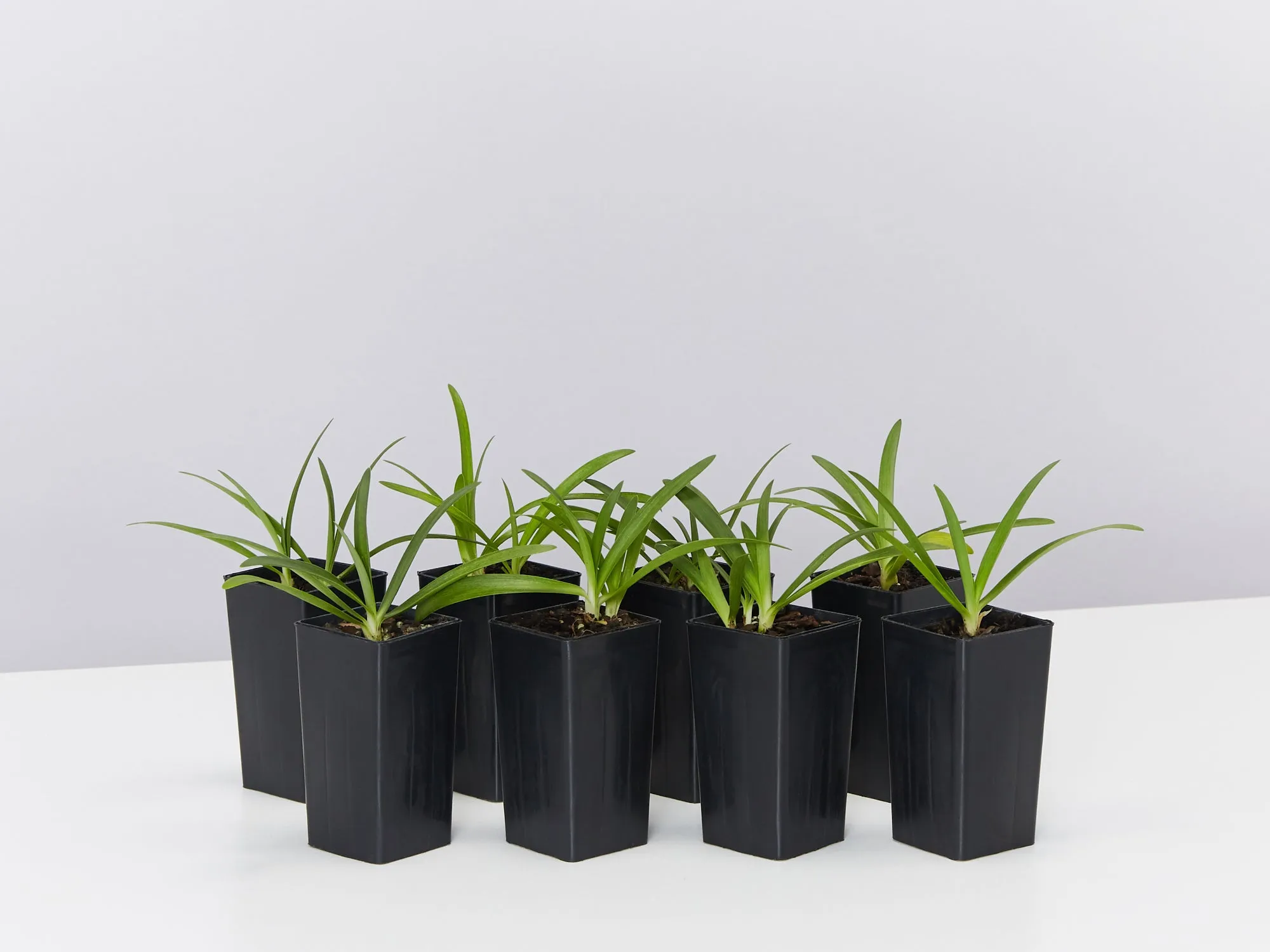 Agapanthus africanus Snowball White