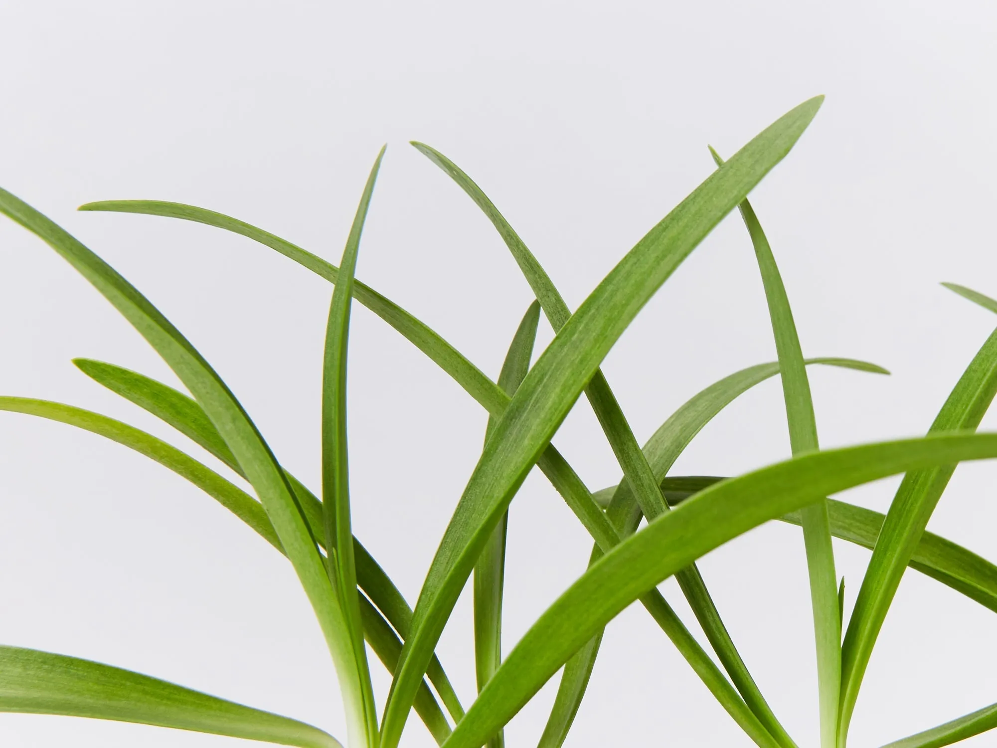 Agapanthus africanus Snowball White