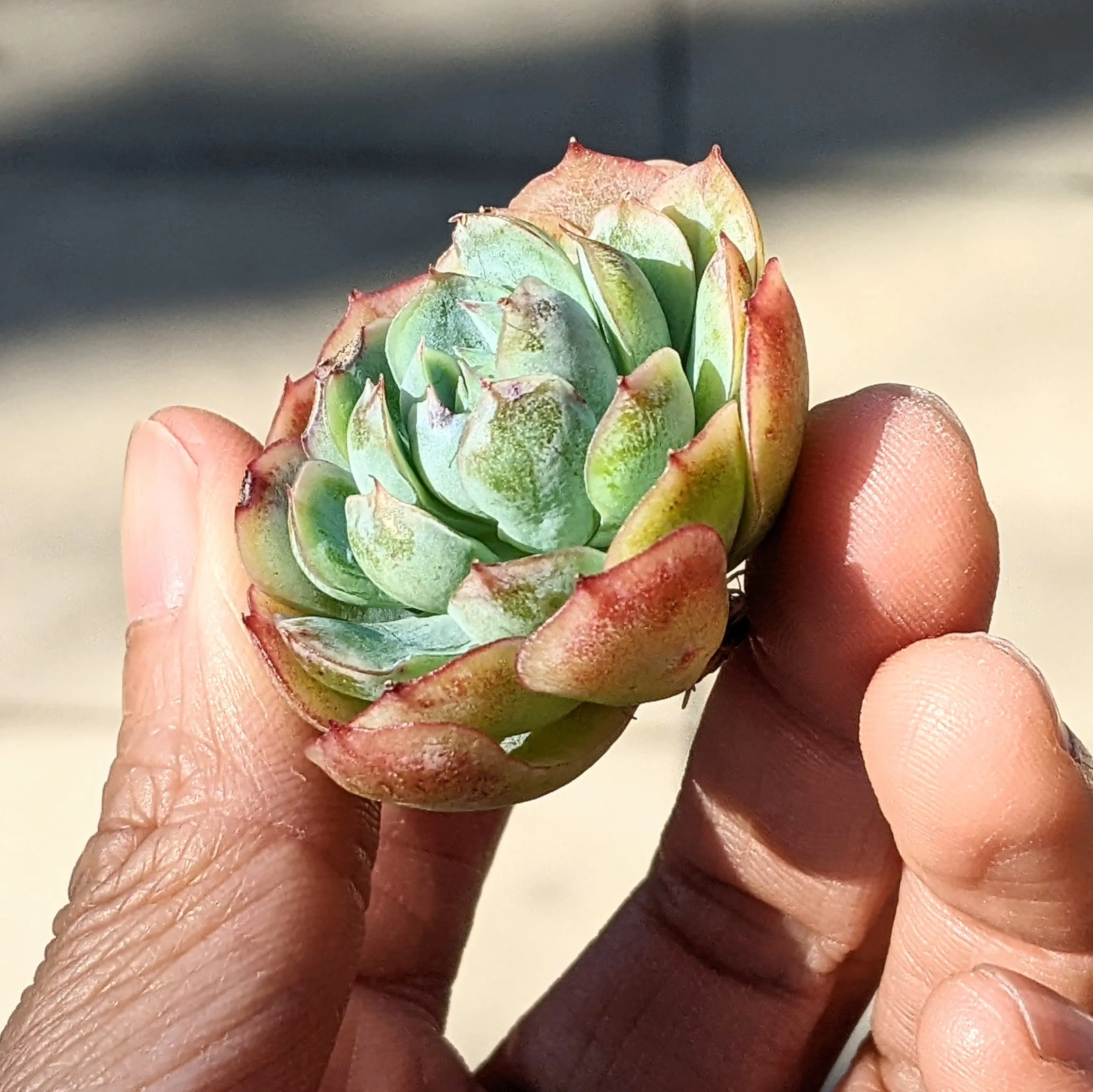 Echeveria Elegans 'Raspberry Ice'