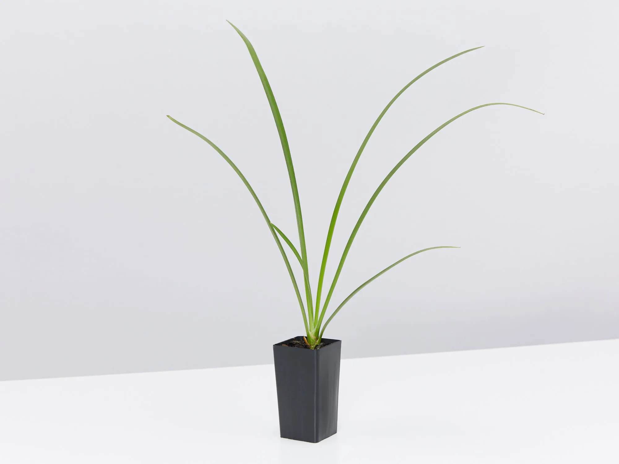 Hymenocallis littoralis