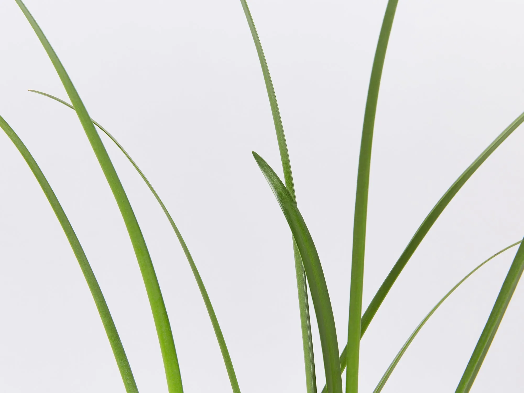 Hymenocallis littoralis