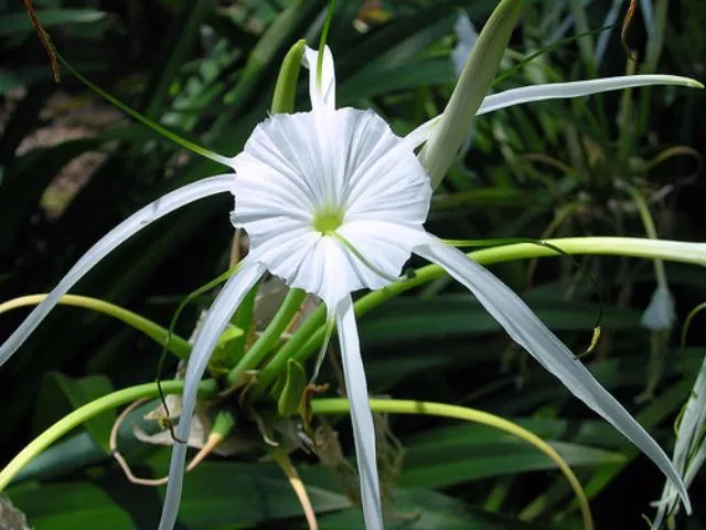 Hymenocallis littoralis