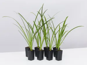 Hymenocallis littoralis