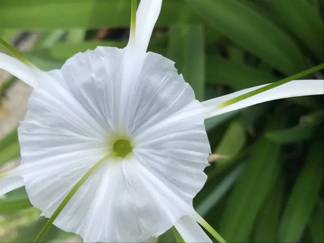 Hymenocallis littoralis