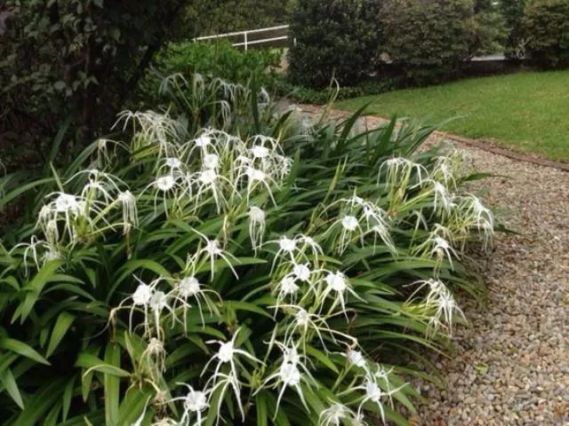 Hymenocallis littoralis
